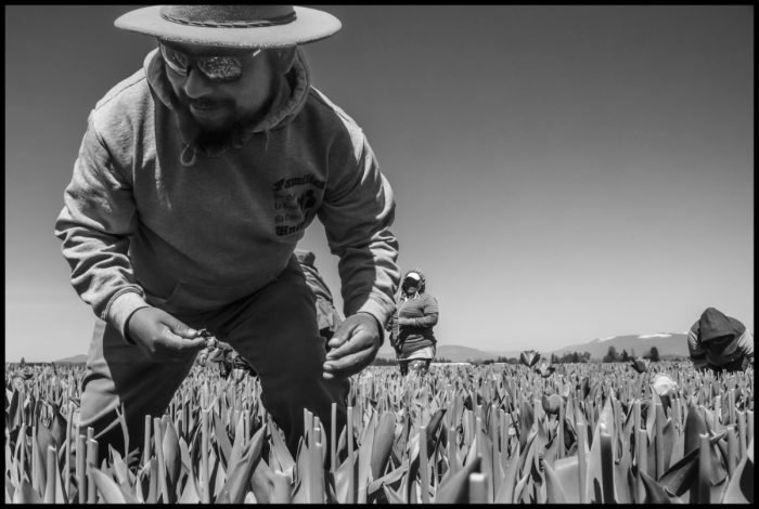 Benito Lopez in a crew cleaning a tulip field. In 2022 after a short strike, tulip workers like Lopez, belonging to Familias Unidas por la Justicia, convinced the largest grower, Washington Bulb, to recognize their workers' committee.