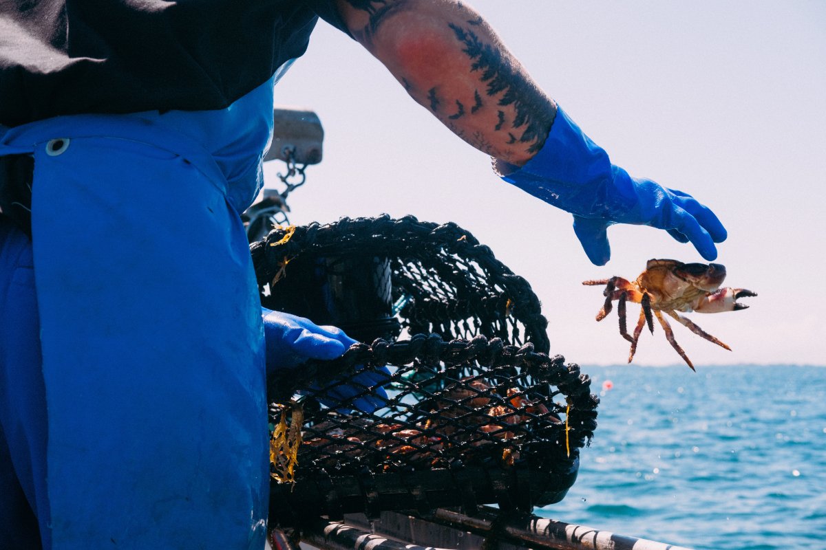 A small scale crab fisherman drops a crab into the boat. (Photo credit: Matt Porteus, Getty Images)