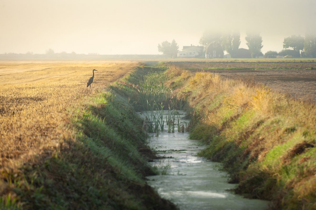 On a foggy morning in a farm field this bird hopes to snag crawling or swimming for a tasty breakfast.