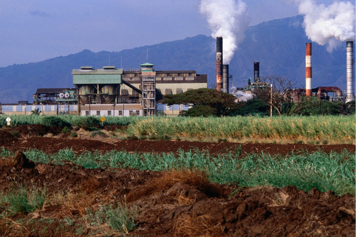 A sugarcane field in Pu'unene, Maui, with a sugar mill in the background. (Photo credit: John Elk, Getty Images)