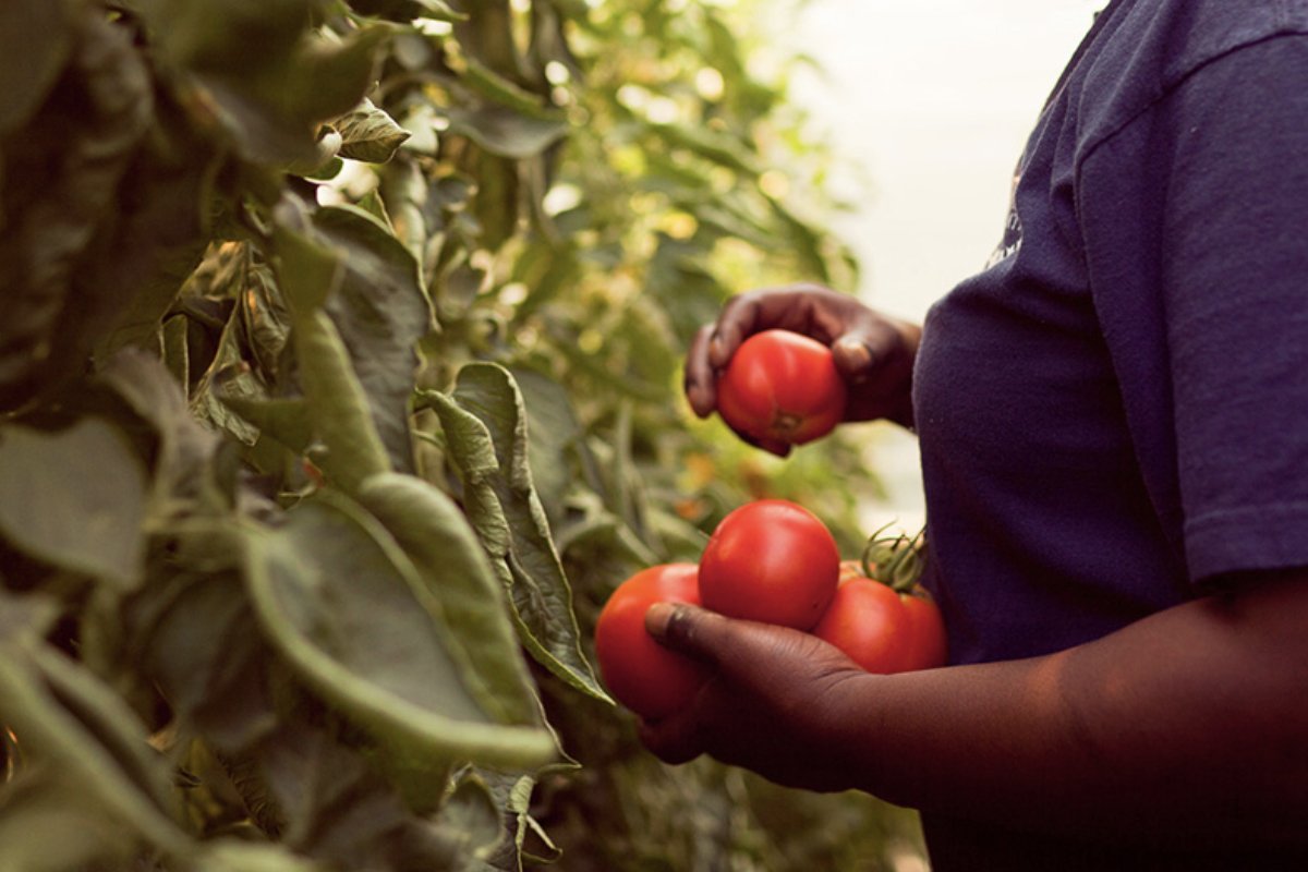 Harvesting Tomatoes at Growing Home. (Photo courtesy of Growing Home)