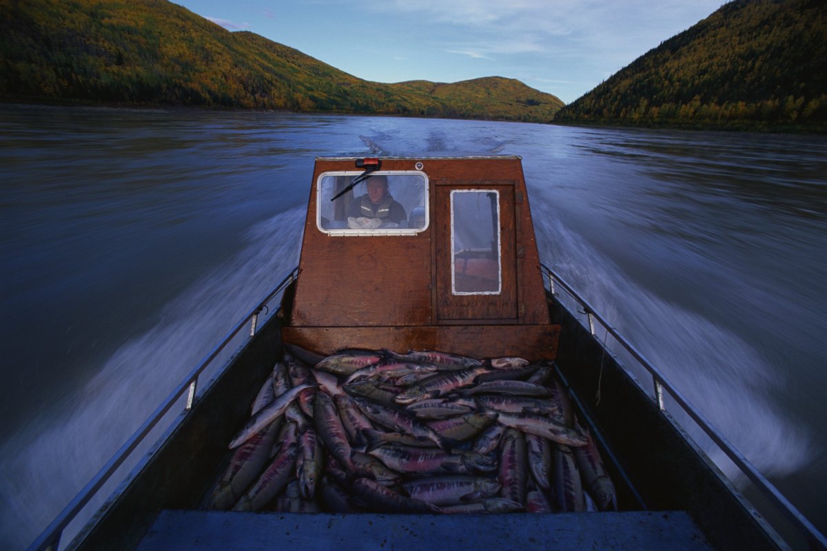 An Alaska Native subsistence fisherman steers his boat loaded with salmon on the Yukon River.