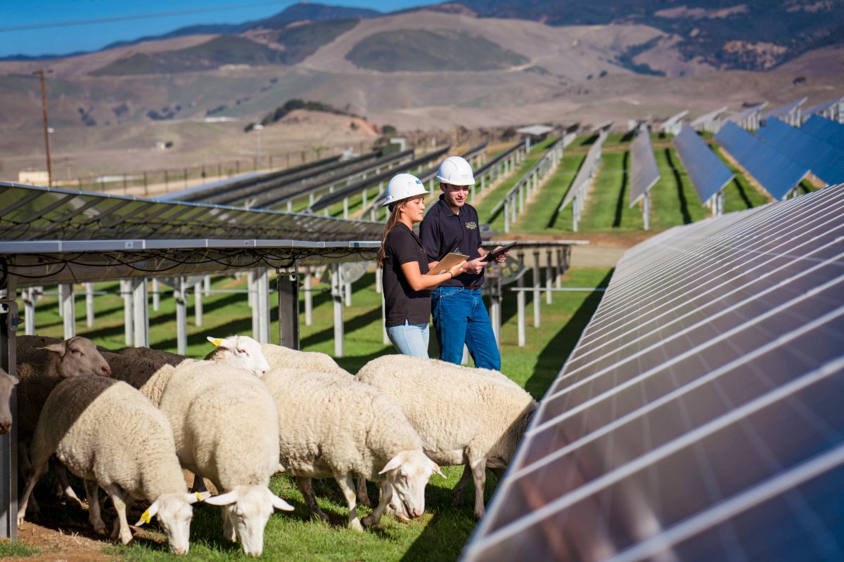 Sheep Grazing at the Cal Poly Gold Tree Solar Farm site. (Photo credit: Tony Tran)