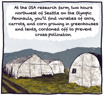 Comic panel: OSA research farm, where they grown okra, carrots, corn and other crops in tents and greenhouses.