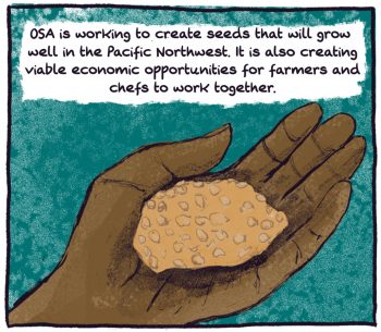 comic panel: a hand holding corn seeds, noting that OSA is working to create seeds that will grow well in the pacific northwest, and also create economic opportunities for farmers and chefs.