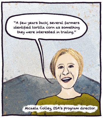 comic panel: micaela colley of OSA saying that "a few years back, several farmers identified tortilla corn as something they were interested in trialing."