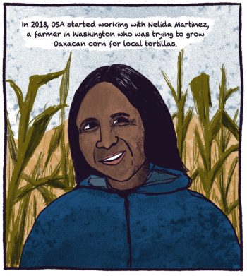 comic panel of a woman in a field of corn. "in 2018, OSA started working with Nelida Martinez, a farmer in Washington who was trying to grow Oaxacan corn for local tortillas."