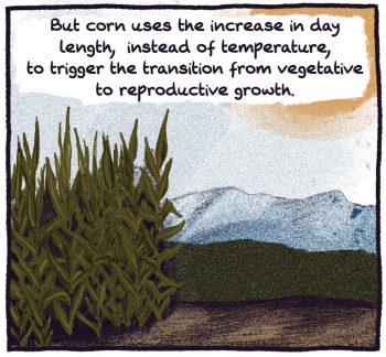 corn field in late sun. "But corn uses the increase in day length, instead of temperature, to trigger the transition from vegetative to reproductive growth."