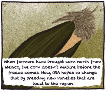 comic of an ear of corn. "when farmers have brought corn north from mexico, the corn doesn't mature before the freeze comes. now OSA hopes to change that by breeding new varieties that are local to the region."