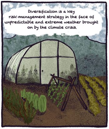 Comic of a greenhouse with crops growing inside and outside. "Diversification is a key risk-management strategy in the face of unpredictable and extreme weather brought on by the climate crisis."