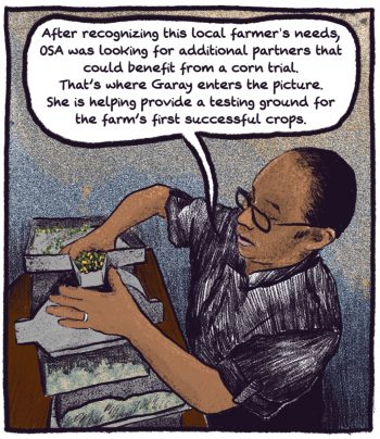 comic panel of chef garay sorting seeds. "After recognizing this local farmer's needs, OSA was looking for additional partners that could benefit from a corn trial. That's where Garay enters the picture. She is helping provide a testing ground for the farm's first successful crops."