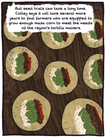 comic panel of tacos ready to be served. "but seed trials can take a long time. colley says it will take several more years to find farmers who are equipped to grow enough masa corn to meet the needs of the region's tortilla makers."