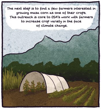 a hoop house at the foot of the mountains. "The next step is to find a few farmers interested in growing masa corn as one of their crops. This outreach is core to OSA's work with farmers to increase crop variety in the face of climate change."