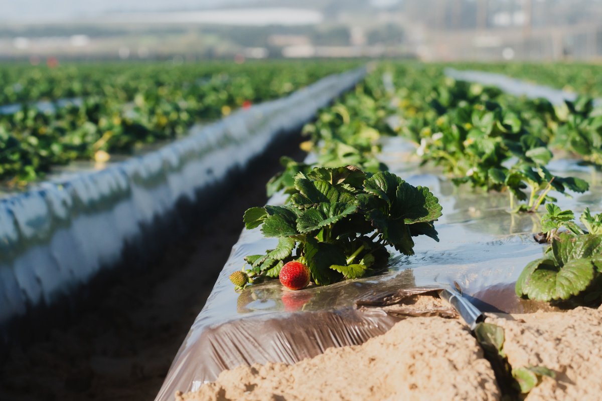 Strawberries sit in rows covered in agricultural plastic.