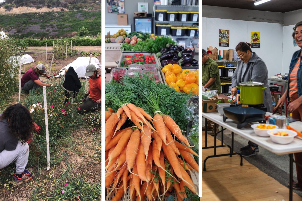 A collage of images from Foodshed Cooperative – summer apprentices farming, local produce available at the group's saturday market, and a cooking demo put on by the group. (Photos courtesy of Foodshed)