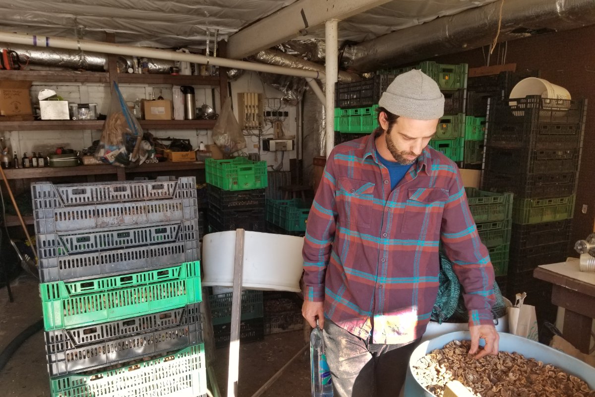 Nuts dry in plastic bins at the Asheville Nuttery storeroom as Justin Holt examines a barrel of walnut shells. The hard material has a number of valuable uses, including sandblasting abrasive, kitty litter, and biochar feedstock. (Photo by Daniel Walton)