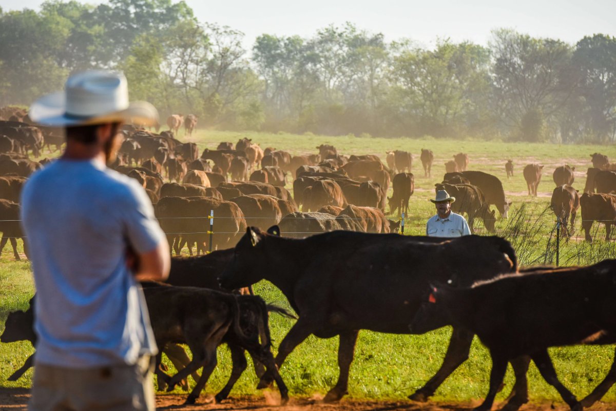 Ranchers supervise grazing grass-fed cattle. (Photo courtesy of White Oak Pastures)