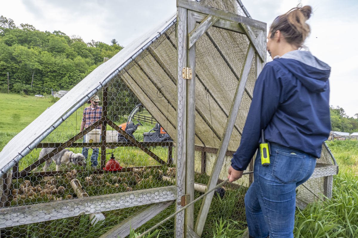 A farmer tends a mobile chicken coop at Letterbox Farm, a diversified, organic farm in Hudson, New York. (Photo credit: Preston Keres, USDA)