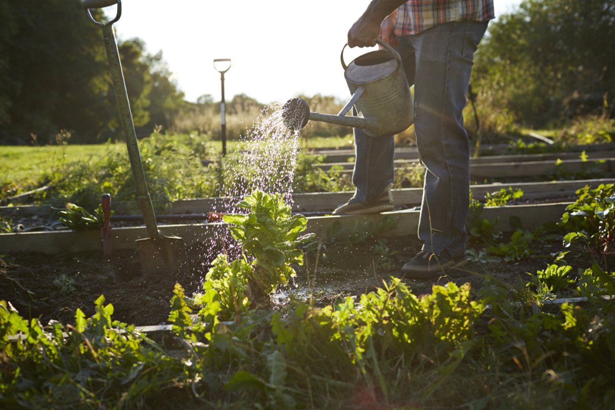 A gardener waters plants in the heat due to climate change. (Getty Images photo)