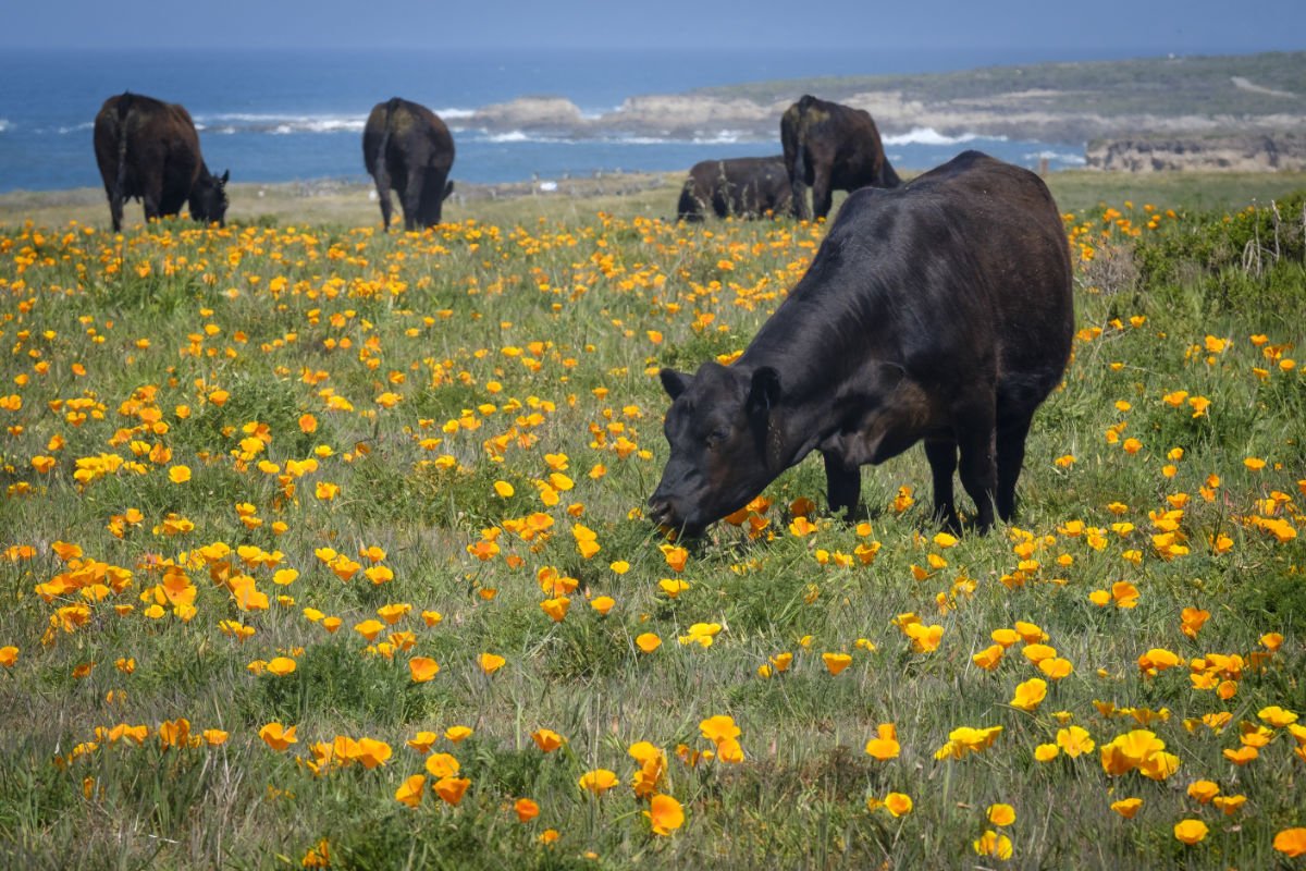 Cattle graze along the California coast. (Photo credit: Denise Taylor, Getty Images)