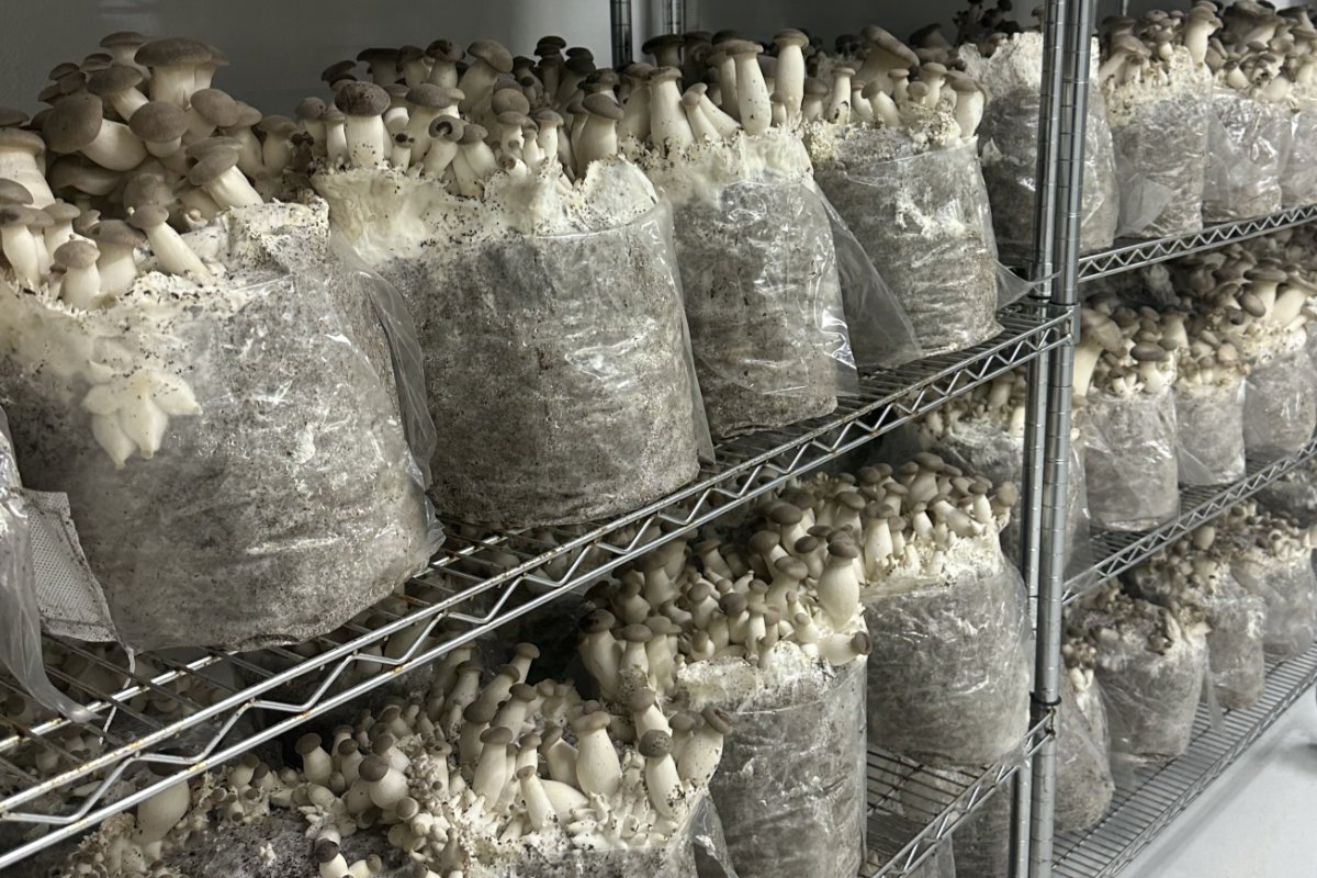 Fruiting mushrooms in substrate. (Photo courtesy of Tivoli Mushrooms)