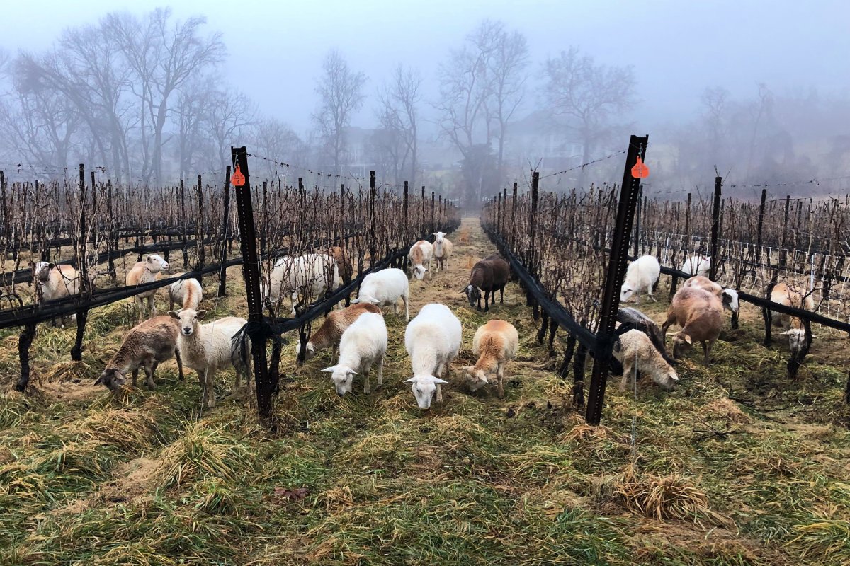 Sheep graze among the dormant grapevines at Dodon. (Photo credit: Tom Croghan, Dodon)