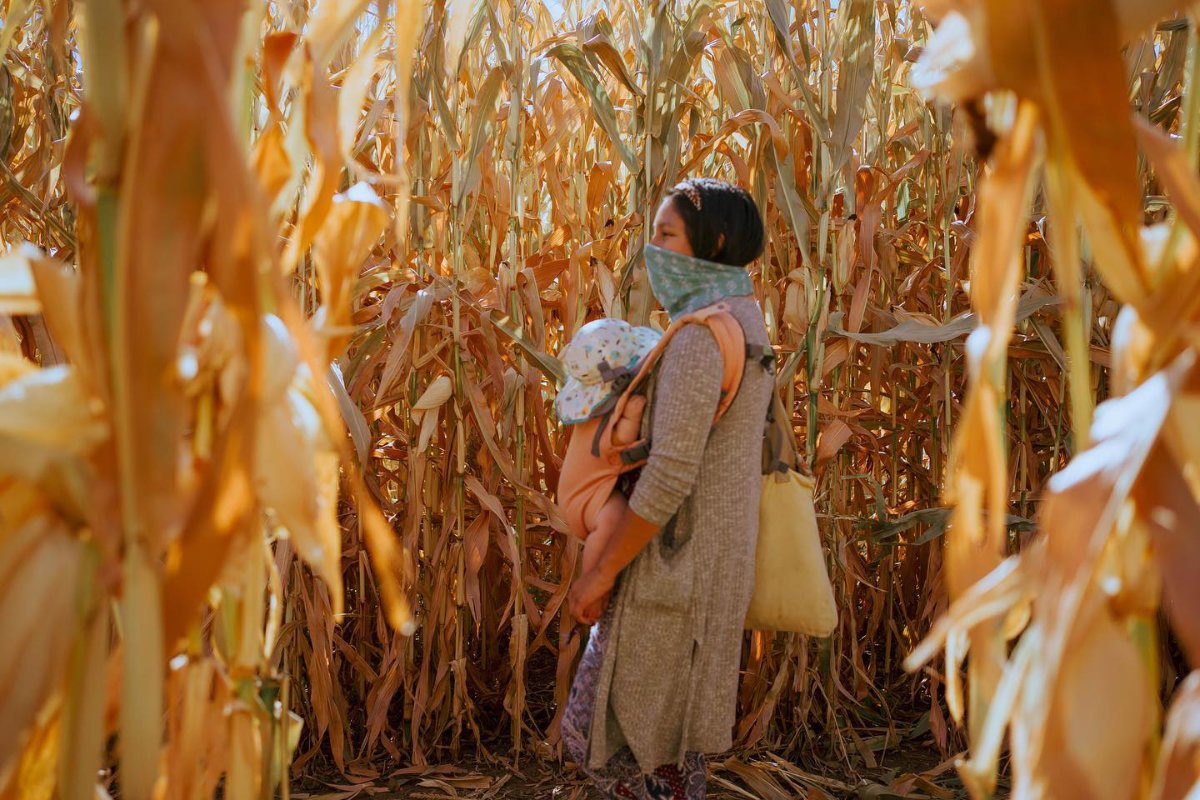 A parent walks an infant through a corn field as part of spirit of the sun's traditional ecological knowledge programming. (Photo courtesy of Spirit of the Sun)