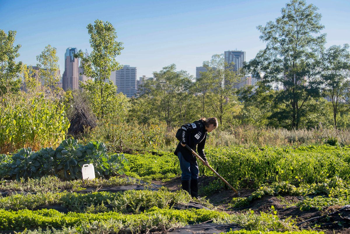 Market Garden youth interns tend to small-crop production at the urban farm Rivoli Bluffs in St-Paul, Minnesota, Sept. 28, 2022. (USDA photo by Christophe Paul)