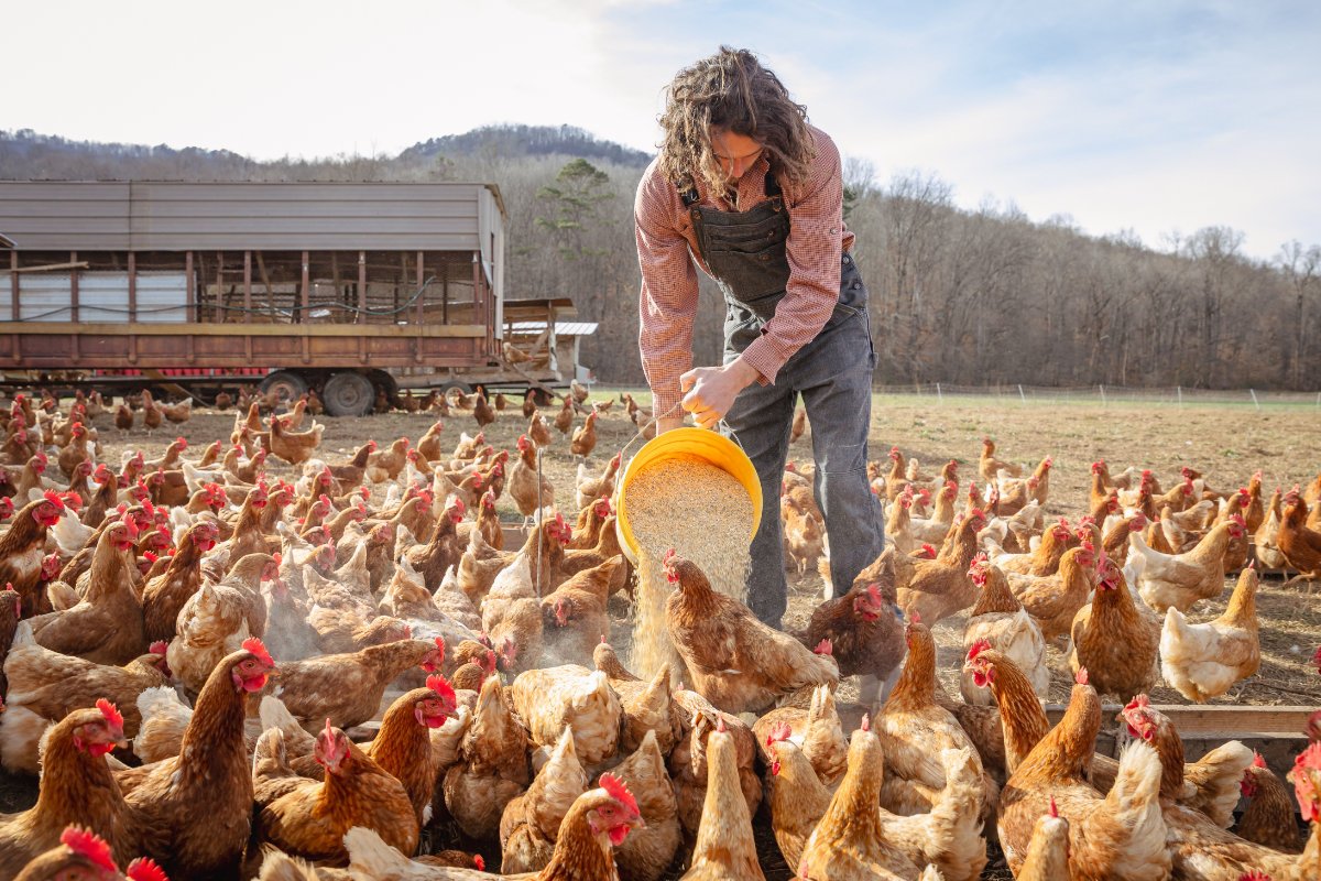 Kelsey Keener feeds chickens at Sequatchie Cove Farm. (Photo credit: Sarah Unger)