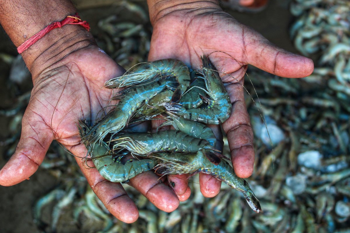 a worker in india holds up a pile of shrimp that needs to be peeled before being shipped to the united states