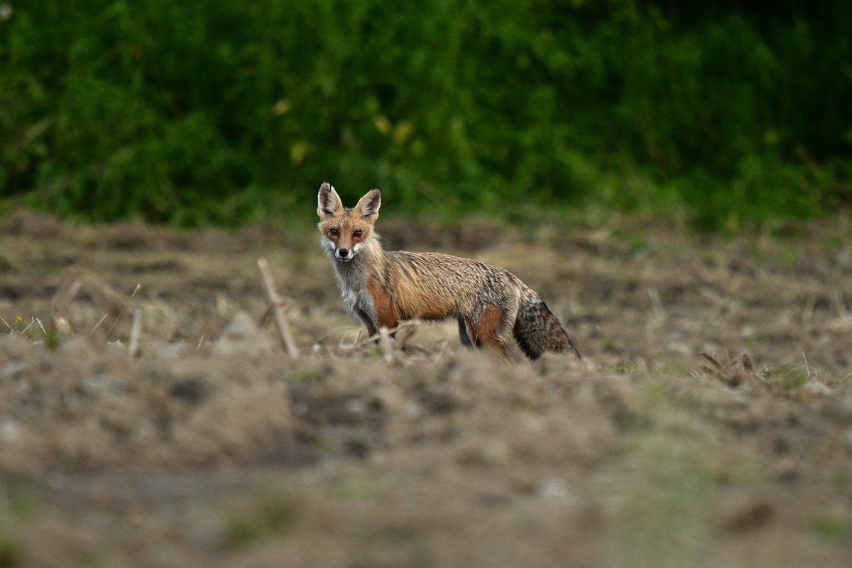 A red fox in a Connecticut farm field. (Photo credit: Robert Winkler, Getty Images)