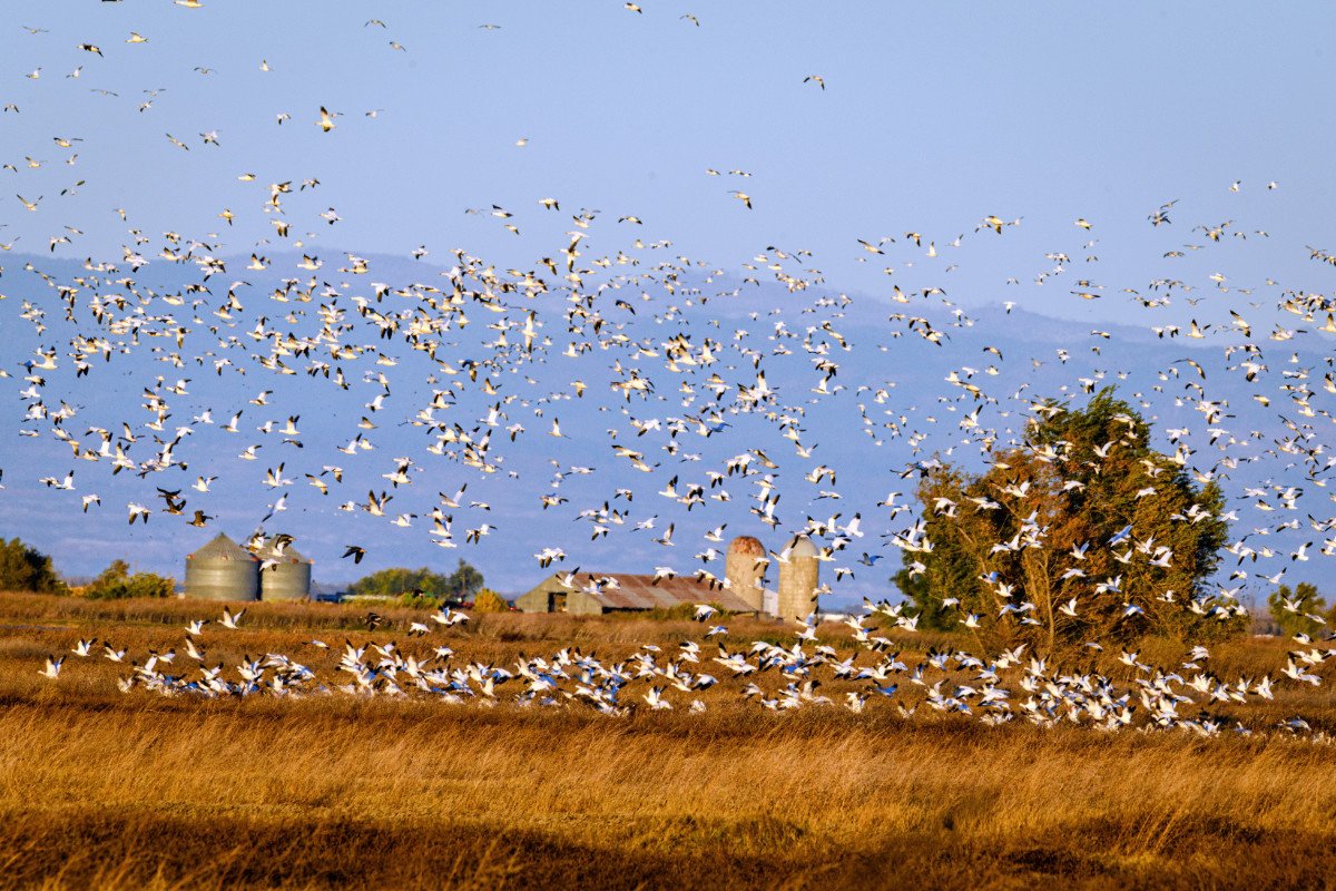 Snow Geese fly over Sacramento National Wildlife Refuge. (Photo credit: Yiming Chen, Getty Images)