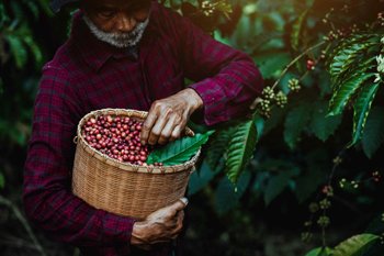 A farmer harvests coffee beans in a farm along the Mekong River in Thailand. (Photo credit: Sutiporn Somnam, Getty Images)