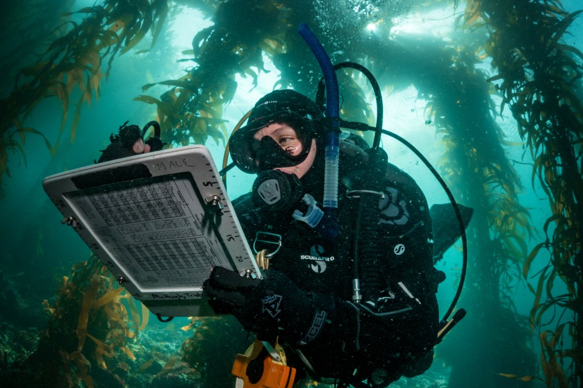 A scientist scuba dives in a Monterey, California, kelp forest to gather data about the health of the region's remaining kelp forests. (Photo © Patrick Webster)