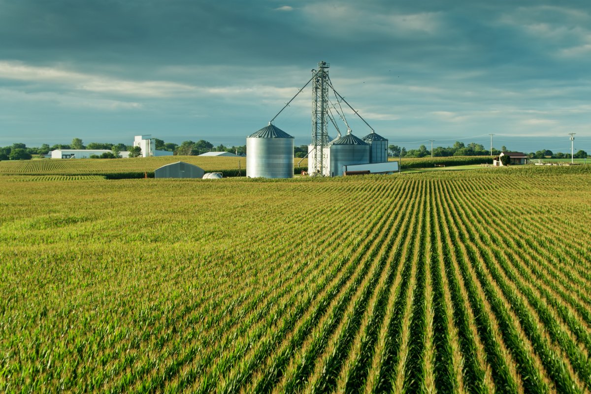 A drone photograph of a corn field in Madison County, Ohio, with a grain silo in the background. (Photo credit: Hal Bergman, Getty Images)