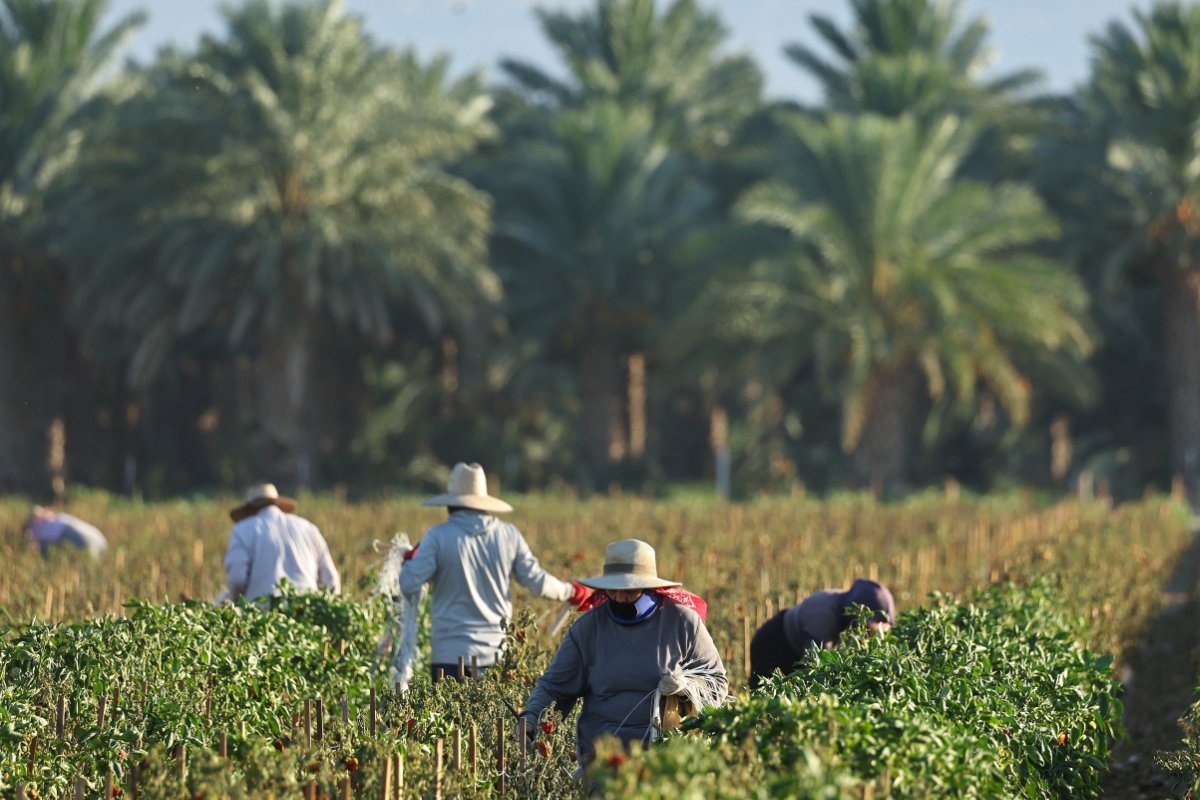 Farmworkers wear protective clothing while working in a field in the morning heat on July 3, 2024 near Coachella, California. (Photo credit: Mario Tama, Getty Images)