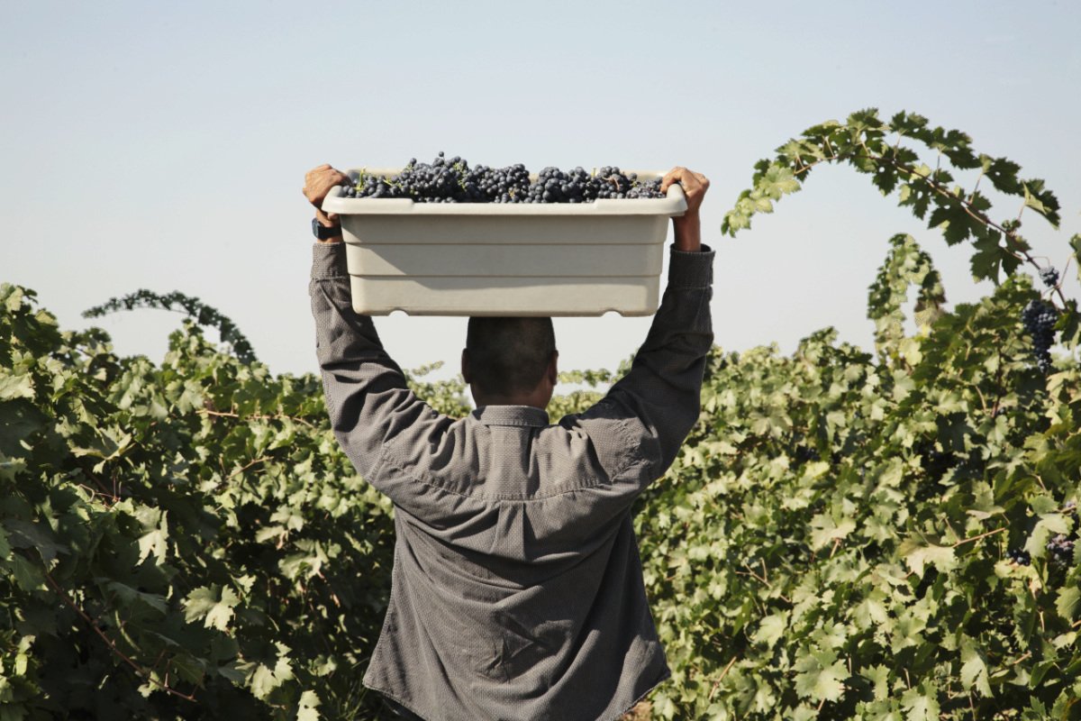 a farmworker carries a basket of grapes in a field