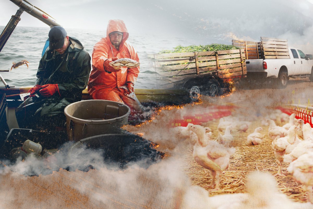 a photo collage of a commercial crabber wearing an orange jacket, a white truck on a farm, and white chickens in the foreground