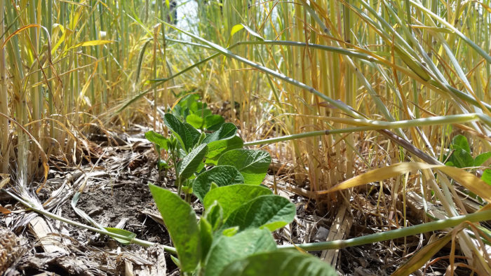 soybeans in rye cover crop.