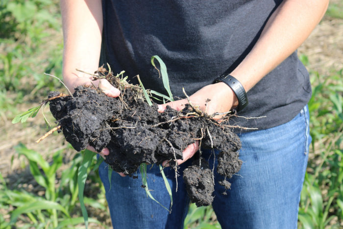 carbon-rich soil