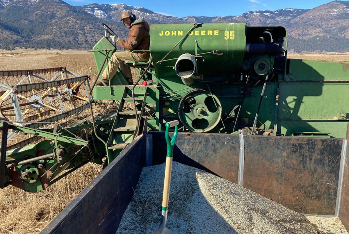 Elias, son of Nathanael Gonzales-Siemens, uses the collectively purchased combine to harvest safflower. (Photo courtesy of Nathanael Gonzales-Siemens)