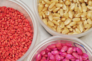 corn_seeds_pink