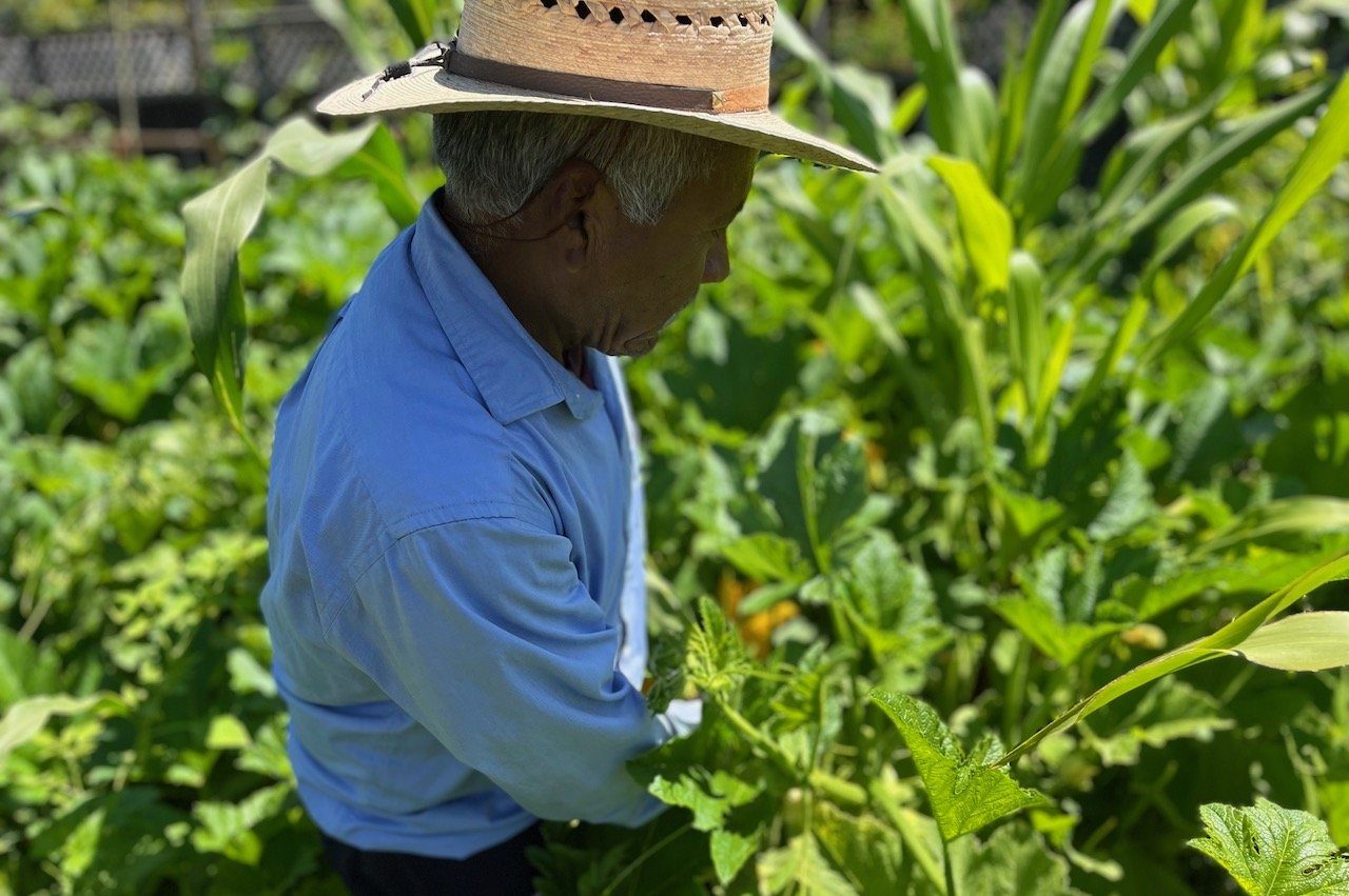 A farmworkers grows stands in the fields harvesting food at the Tierras Milperas community garden.