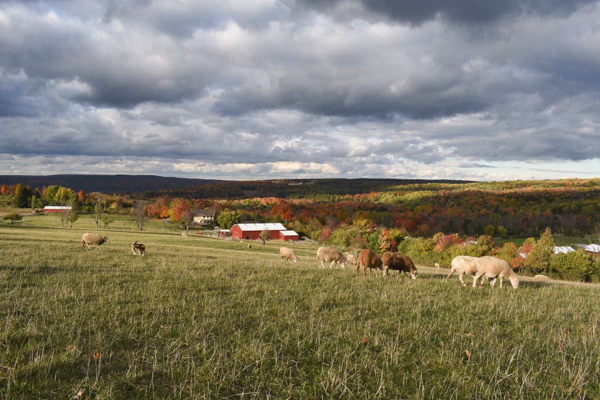 Photo courtesy of Farm Sanctuary