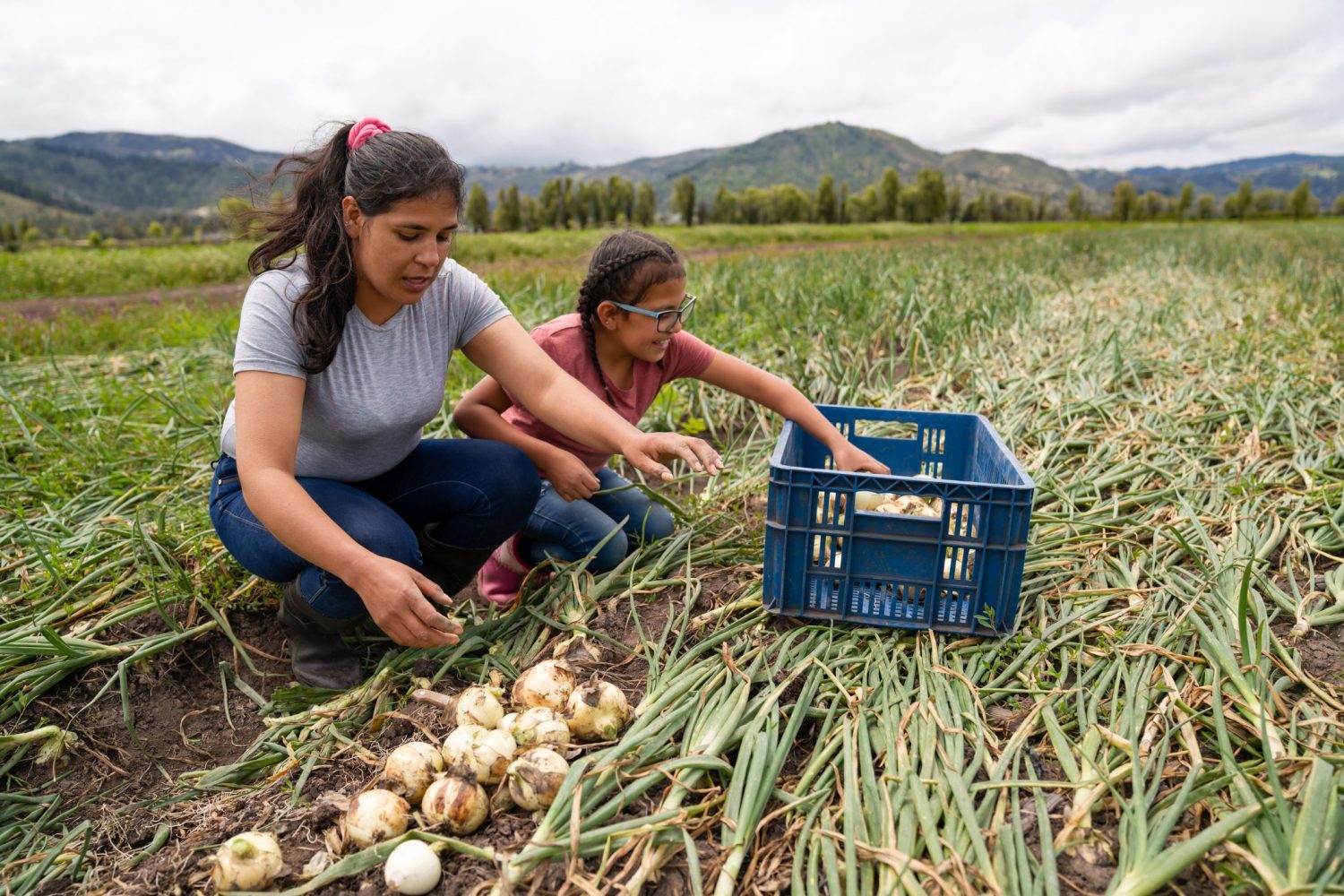 Latina farmer harvests onions.