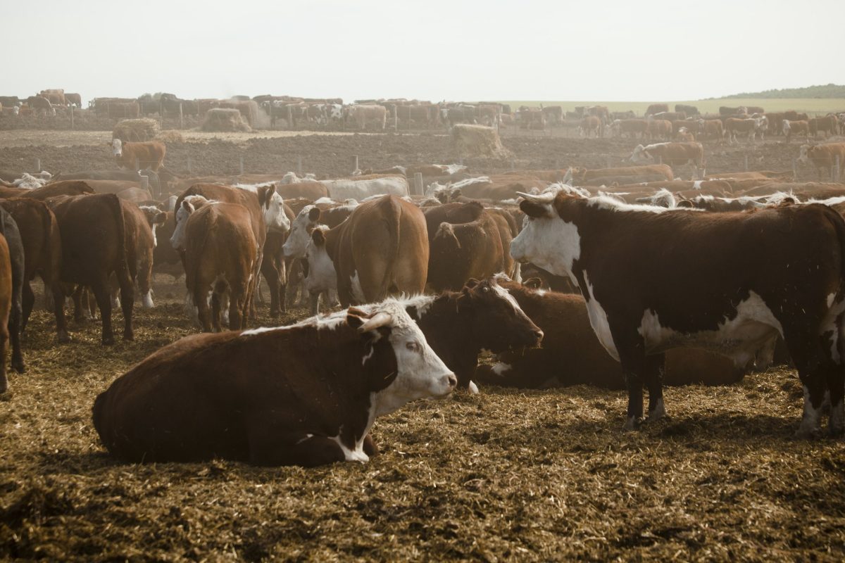 Cattle in a feedlot.