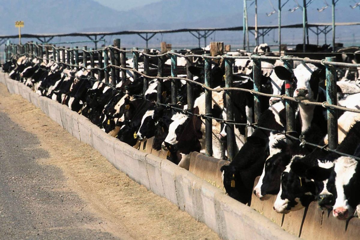 Cows are seen in a confined feeding operations in Yuma, Arizona.