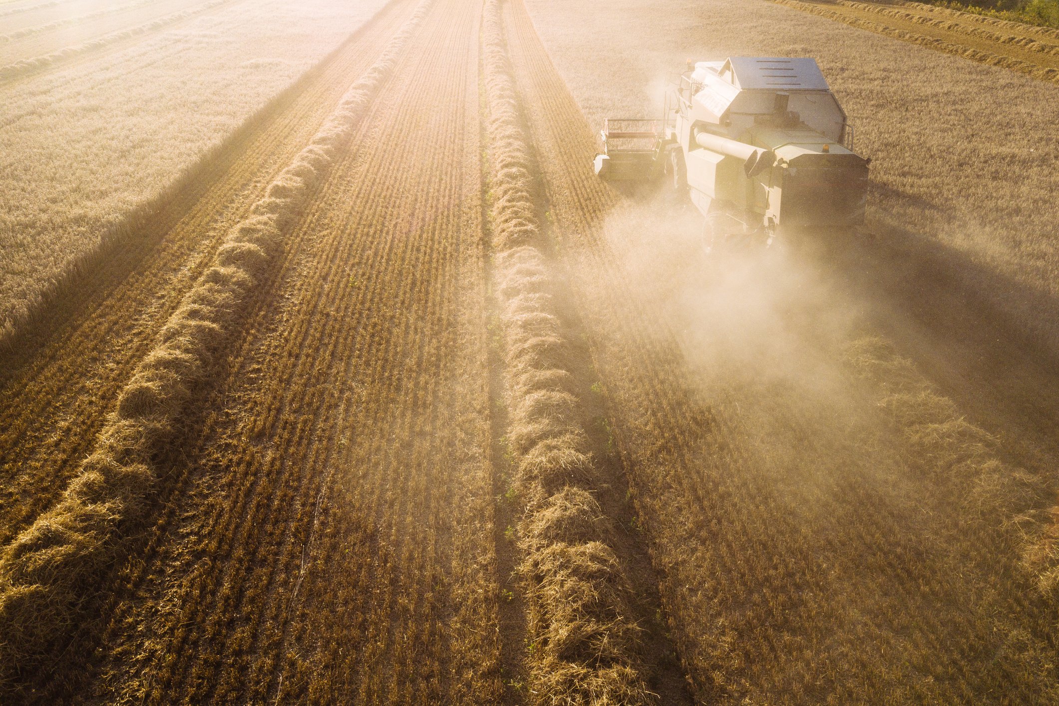 wheat harvest drought