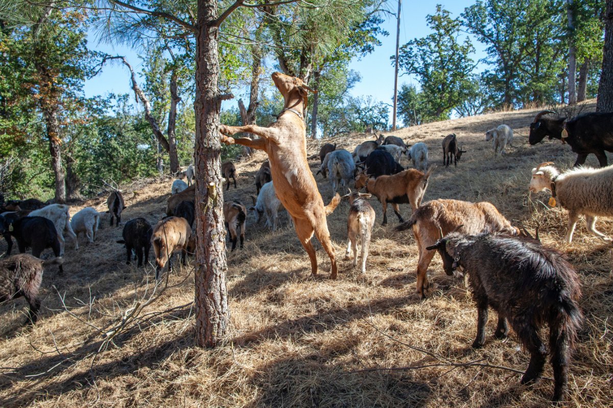 A brown goat stands up onto a tree with many of its brethren roaming among the grass next to him