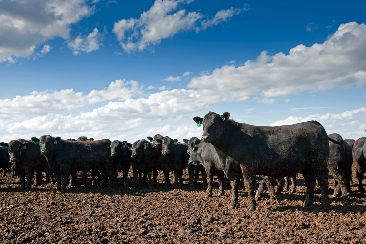 Cow feedlot - How the Largest Global Meat and Dairy Companies Evade Climate Scrutiny